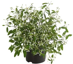Dehner Sommerblumen > Zauberschnee 'Diamond Frost'
