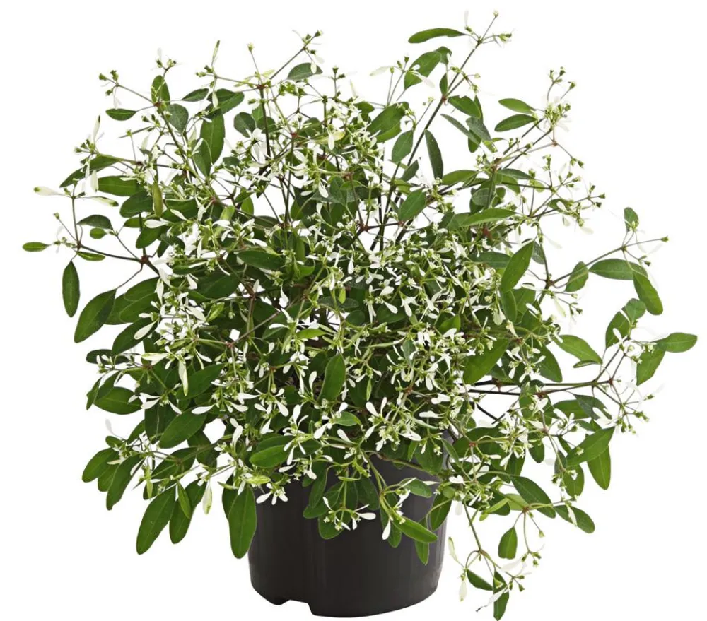 Dehner Sommerblumen > Zauberschnee 'Diamond Frost'