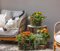 Dehner Sommerblumen > Zauberschnee 'Diamond Frost'