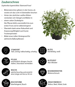 Dehner Sommerblumen > Zauberschnee 'Diamond Frost'