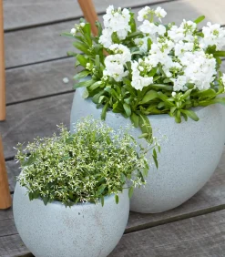 Dehner Sommerblumen - Zauberschnee 'Diamond Frost' Weiß