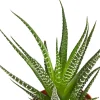 Dehner Zebra-Haworthie - Haworthia fasciata Best