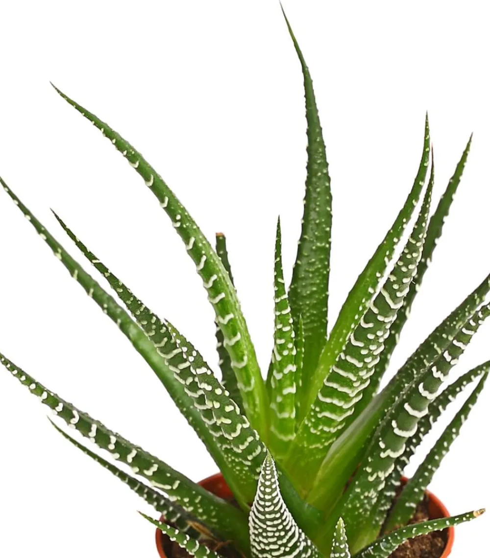 Dehner Zebra-Haworthie - Haworthia fasciata Best