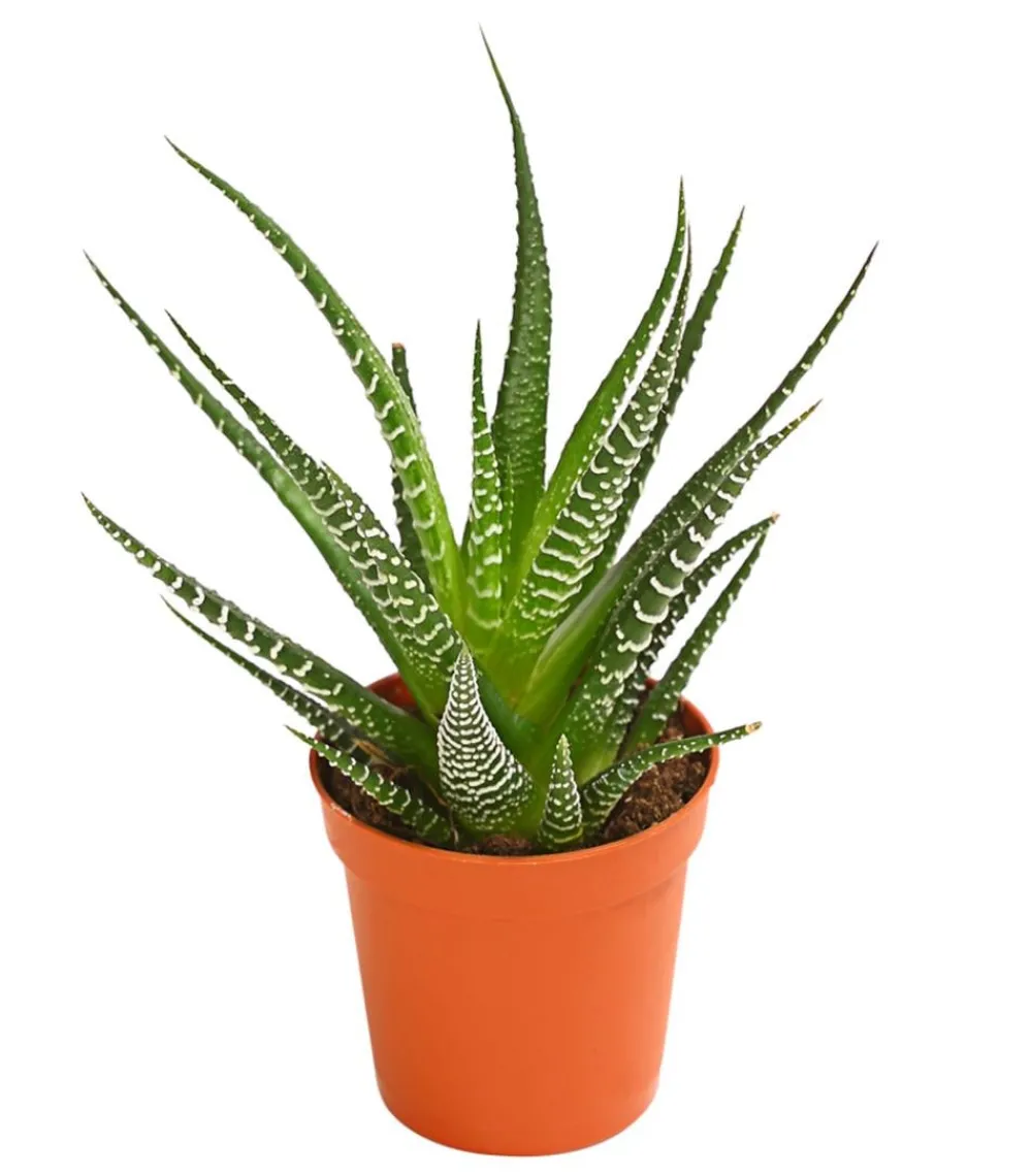 Dehner Zebra-Haworthie - Haworthia fasciata Best