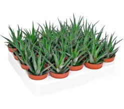 Dehner Zebra-Haworthie - Haworthia fasciata Best