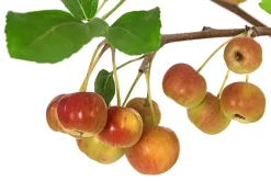 Dehner Laubgehölze|Vogelschutzhecken - Zierapfel