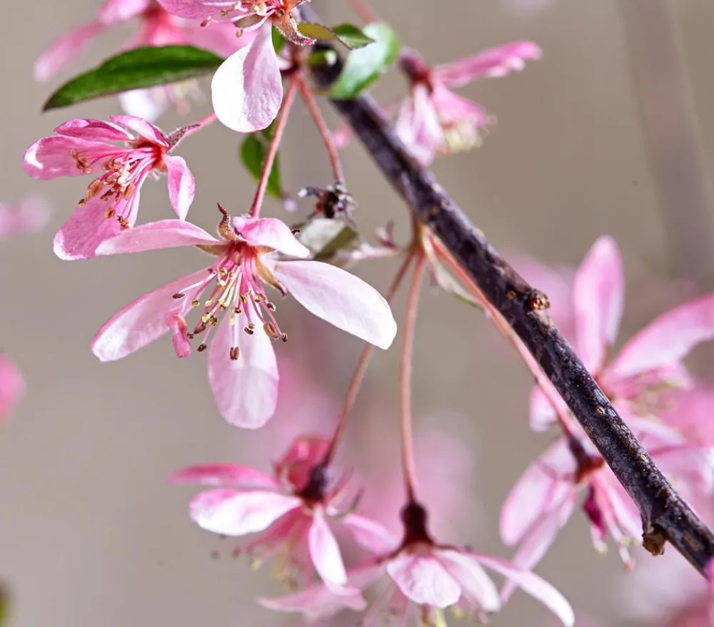 Dehner Laubgehölze|Blühende Sträucher > Zierapfel 'Royal Beauty', Kaskaden-Stämmchen