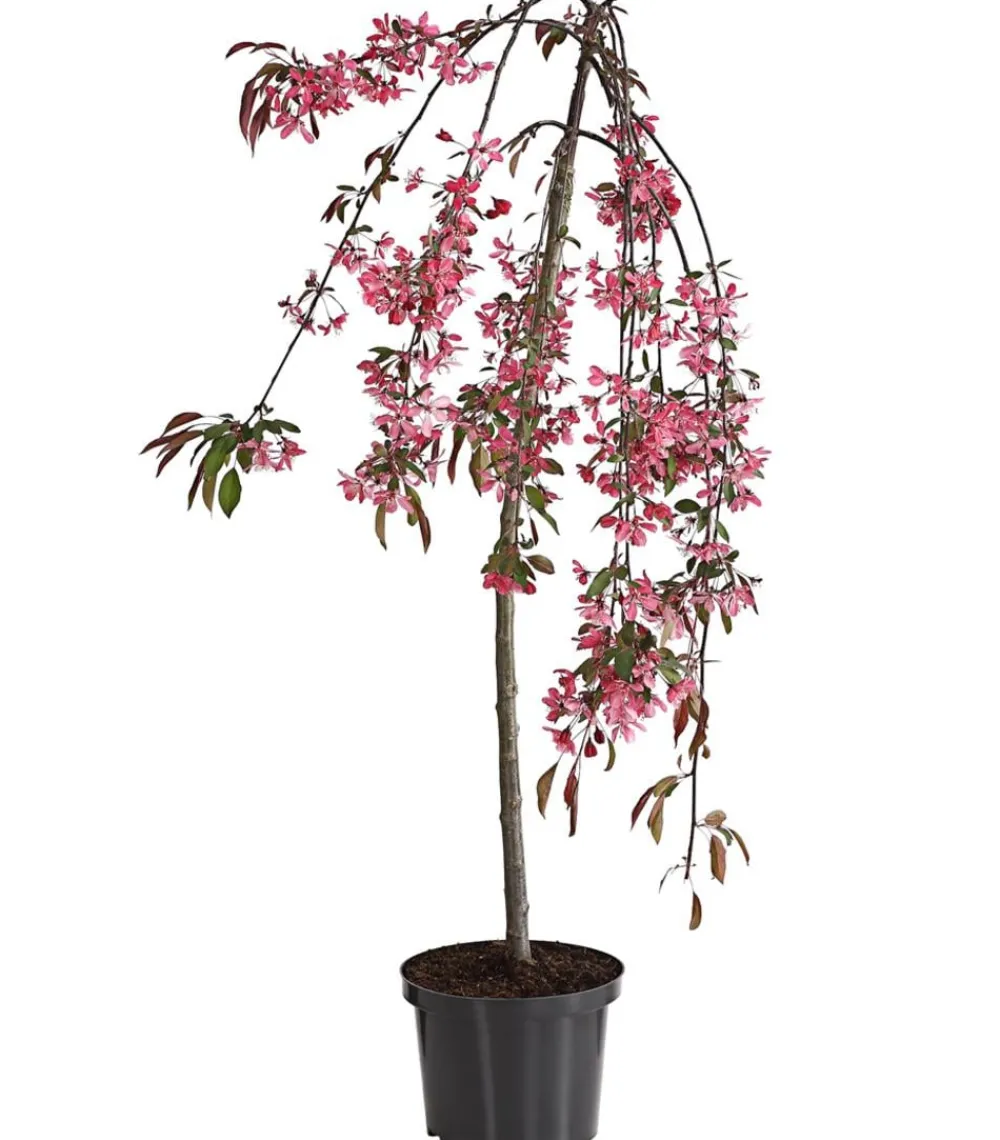 Dehner Laubgehölze|Blühende Sträucher > Zierapfel 'Royal Beauty', Kaskaden-Stämmchen