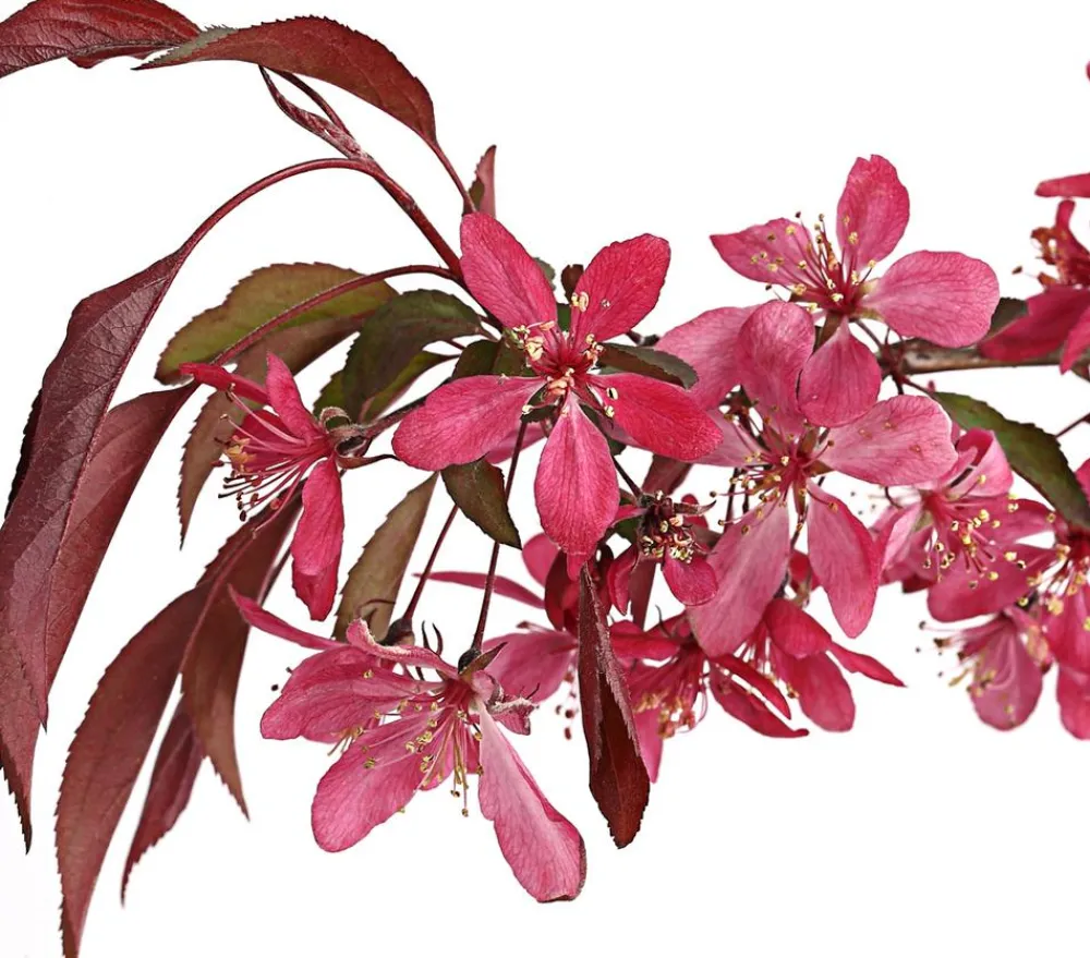 Dehner Laubgehölze|Blühende Sträucher > Zierapfel 'Royal Beauty', Kaskaden-Stämmchen