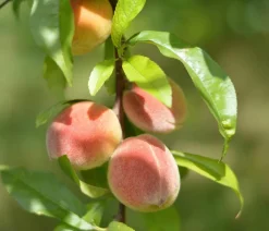Dehner Obstbäume > Zierpfirsich 'Melred'