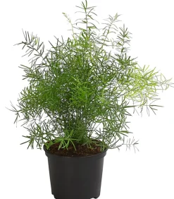 Dehner Zierspargel Grün Outlet