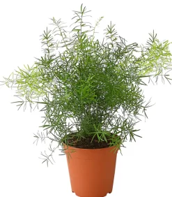 Dehner Grünpflanzen > Zierspargel - Asparagus densiflorus 'Sprengeri'