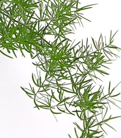 Dehner Zierspargel - Asparagus densiflorus 'Sprengeri' Grün Sale