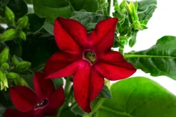 Dehner Sommerblumen > Ziertabak, verschiedene Farben