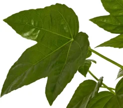 Dehner Zimmeraralie - Fatsia japonica Grün Sale