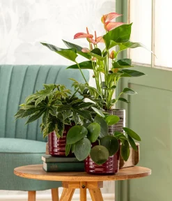 Dehner Zimmeraralie - Fatsia japonica Grün Sale