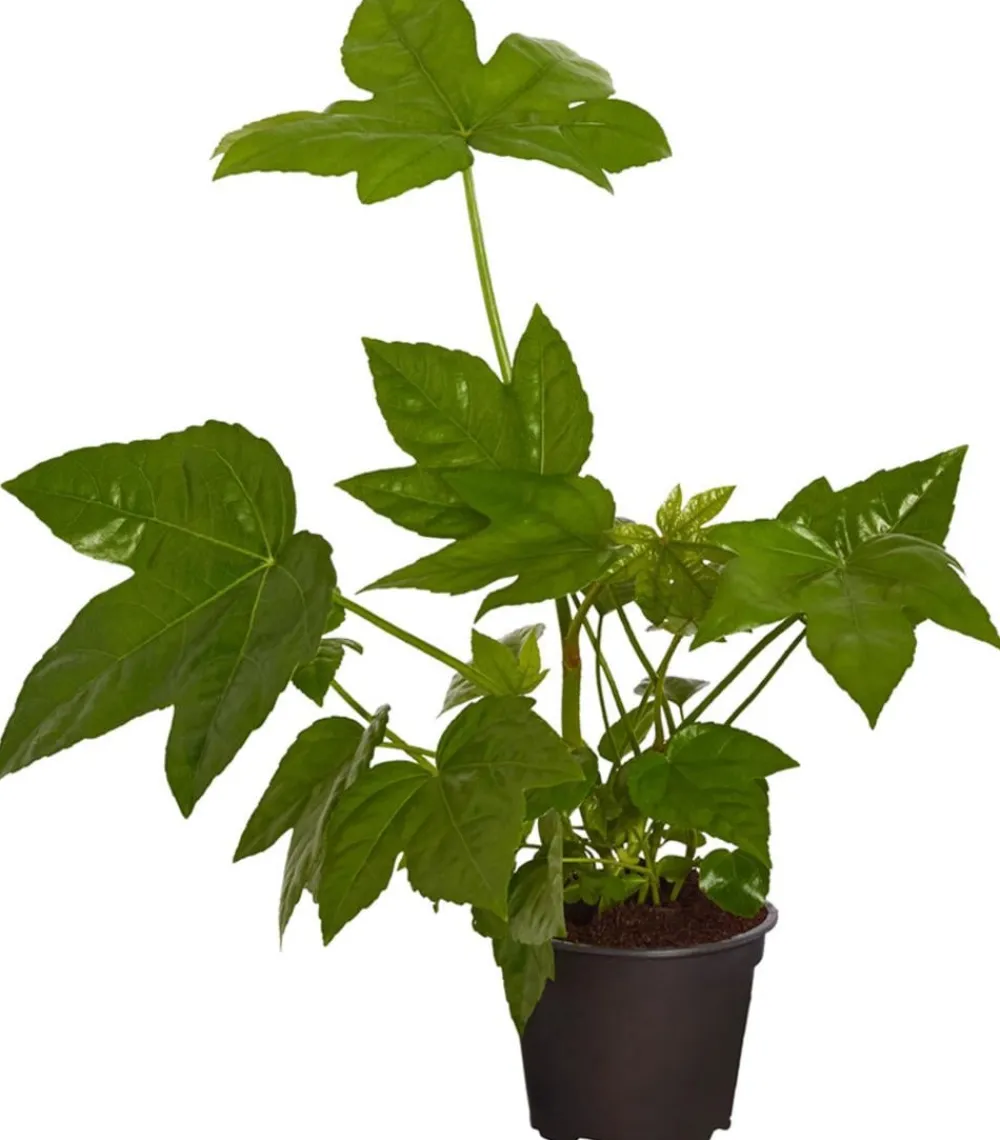 Dehner Zimmeraralie - Fatsia japonica Grün Sale