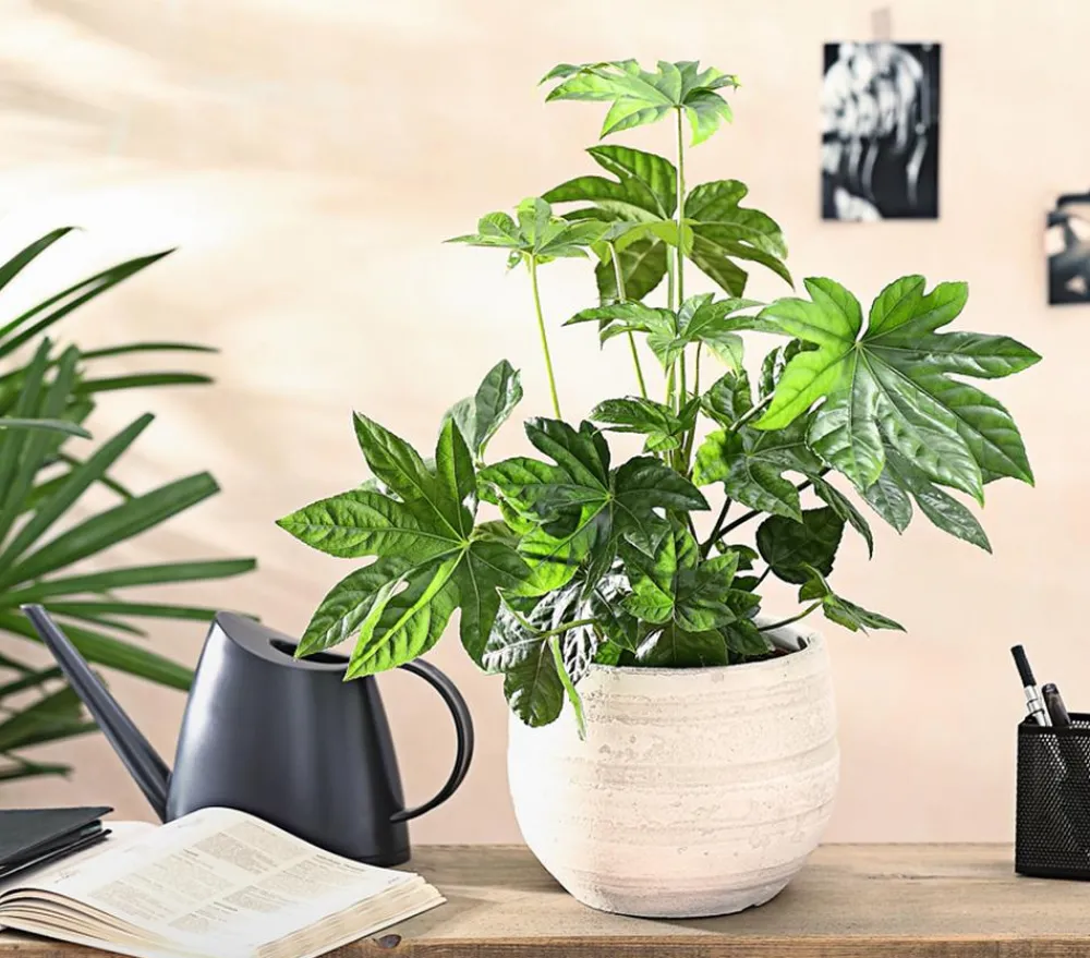 Dehner Grünpflanzen - Zimmeraralie - Fatsia japonica Grün