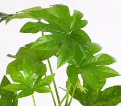 Dehner Grünpflanzen - Zimmeraralie - Fatsia japonica Grün