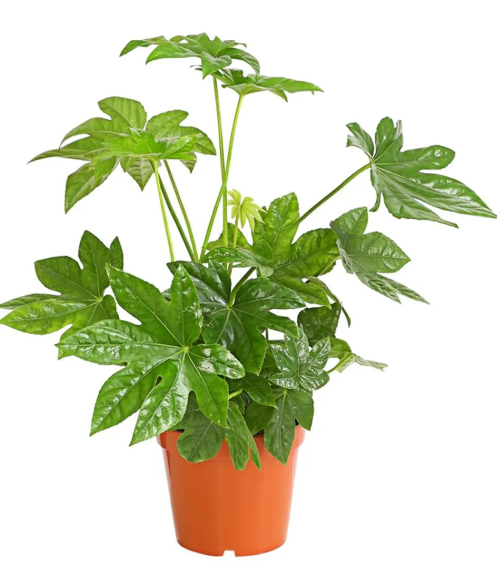 Dehner Grünpflanzen - Zimmeraralie - Fatsia japonica Grün