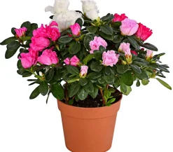 Dehner Azaleen > Zimmerazalee - Rhododendron simsii 'Quattro'