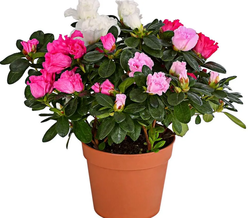 Dehner Azaleen > Zimmerazalee - Rhododendron simsii 'Quattro'