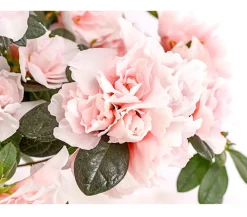 Dehner Azaleen - Zimmerazalee - Rhododendron simsii 'Oase de Lo'