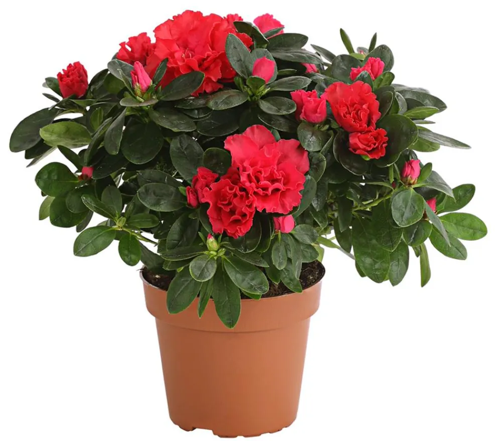 Dehner Azaleen > Zimmerazalee - Rhododendron simsii