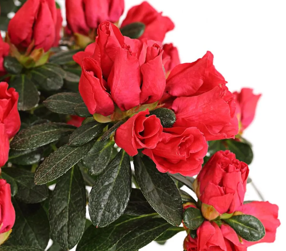 Dehner Azaleen > Zimmerazalee - Rhododendron simsii
