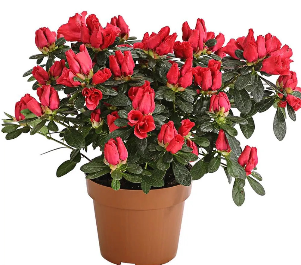 Dehner Azaleen > Zimmerazalee - Rhododendron simsii