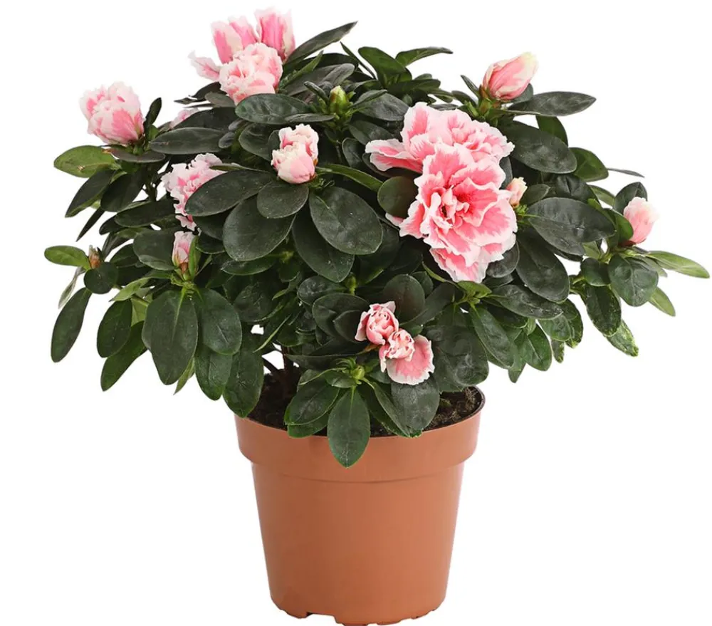 Dehner Azaleen > Zimmerazalee - Rhododendron simsii, zweifarbig