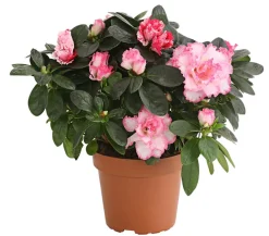 Dehner Azaleen > Zimmerazalee - Rhododendron simsii, zweifarbig