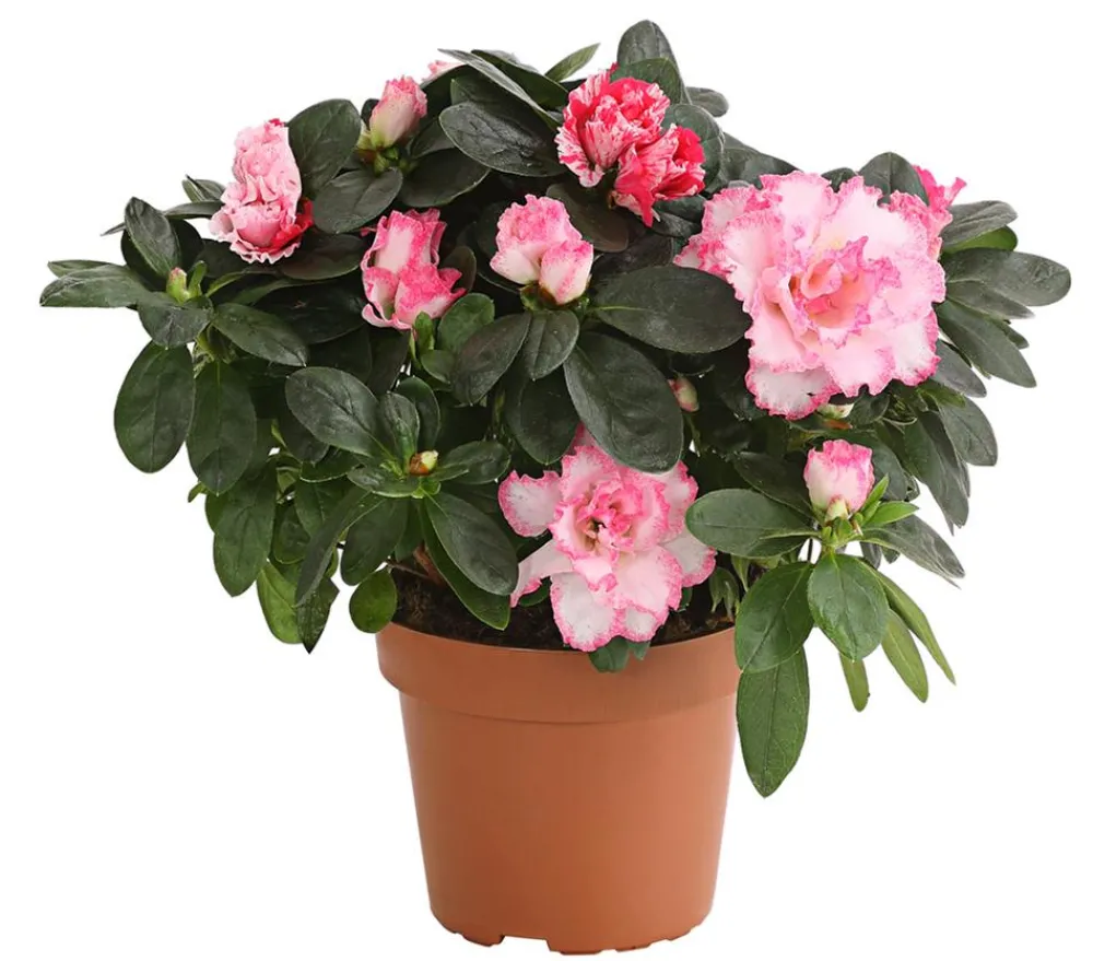 Dehner Azaleen > Zimmerazalee - Rhododendron simsii, zweifarbig