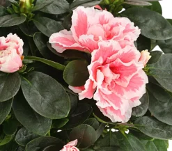 Dehner Azaleen > Zimmerazalee - Rhododendron simsii, zweifarbig