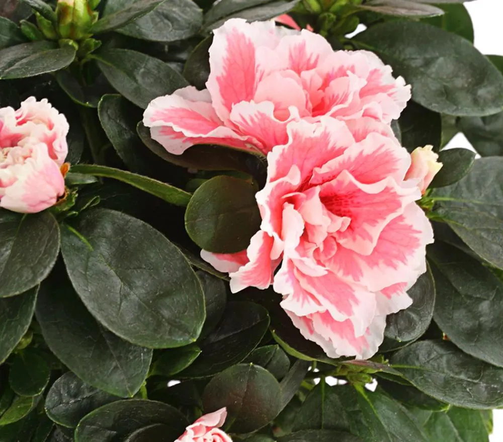 Dehner Azaleen > Zimmerazalee - Rhododendron simsii, zweifarbig