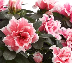 Dehner Azaleen > Zimmerazalee - Rhododendron simsii, zweifarbig