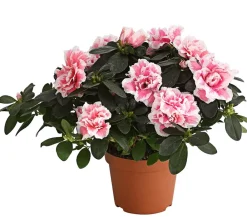 Dehner Azaleen > Zimmerazalee - Rhododendron simsii, zweifarbig