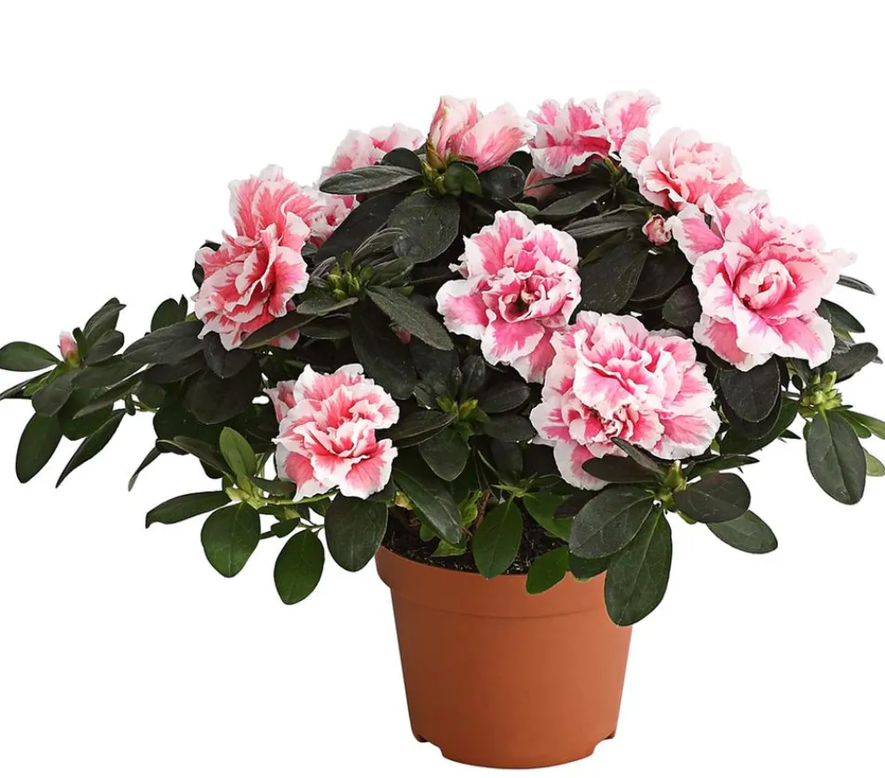 Dehner Azaleen > Zimmerazalee - Rhododendron simsii, zweifarbig