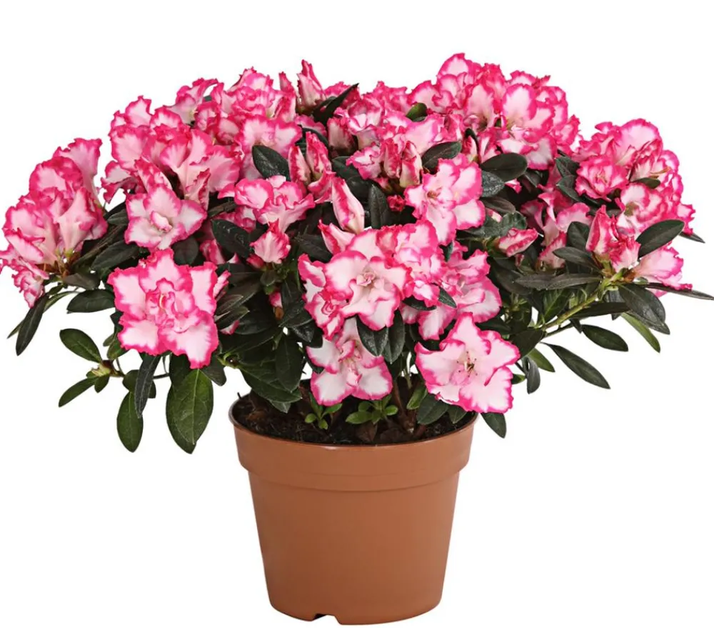 Dehner Azaleen > Zimmerazalee - Rhododendron simsii, zweifarbig