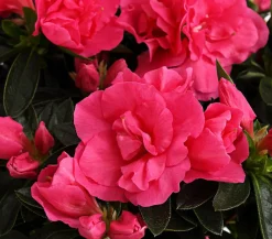 Dehner Azaleen > Zimmerazalee - Rhododendron simsii 'Remembrance'
