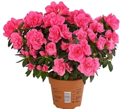 Dehner Azaleen > Zimmerazalee - Rhododendron simsii 'Remembrance'