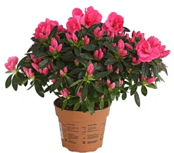 Dehner Azaleen > Zimmerazalee - Rhododendron simsii 'Remembrance'