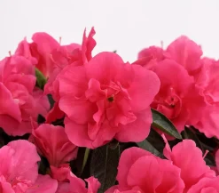 Dehner Azaleen > Zimmerazalee - Rhododendron simsii 'Remembrance'