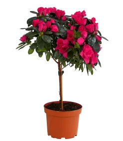 Dehner Azaleen > Zimmerazalee - Rhododendron simsii, Stämmchen, verschiedene Farben