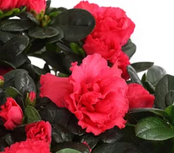 Dehner Azaleen > Zimmerazalee - Rhododendron simsii, Stämmchen, verschiedene Farben