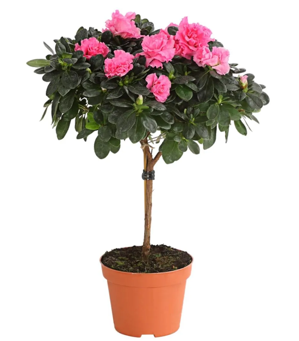 Dehner Azaleen > Zimmerazalee - Rhododendron simsii, Stämmchen, verschiedene Farben