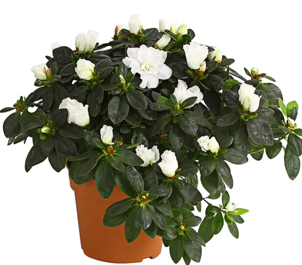 Dehner Azaleen > Zimmerazalee - Rhododendron simsii, Busch, verschiedene Farben