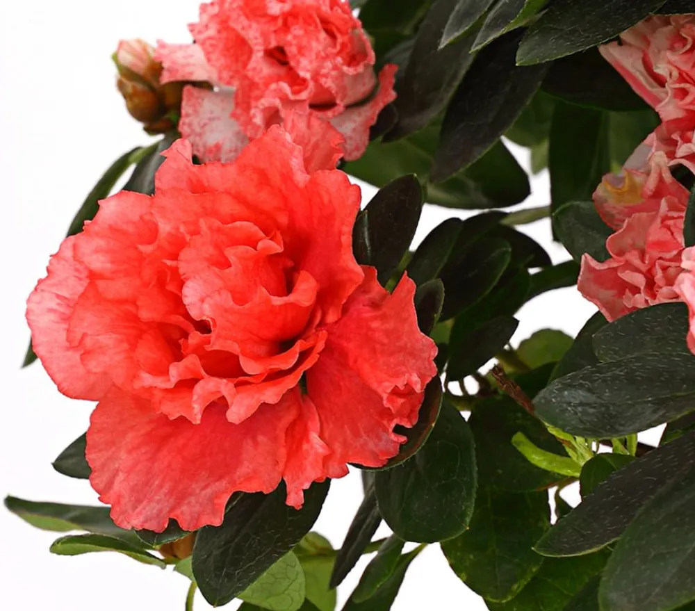 Dehner Azaleen > Zimmerazalee - Rhododendron simsii, Busch, verschiedene Farben