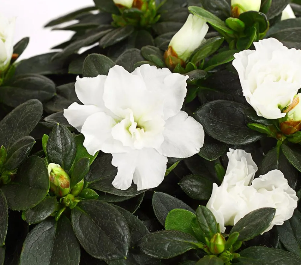 Dehner Azaleen > Zimmerazalee - Rhododendron simsii, Busch, verschiedene Farben