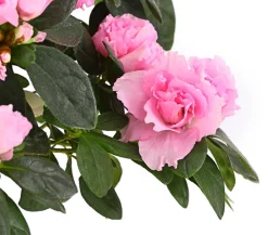 Dehner Azaleen > Zimmerazalee - Rhododendron simsii, Busch, verschiedene Farben